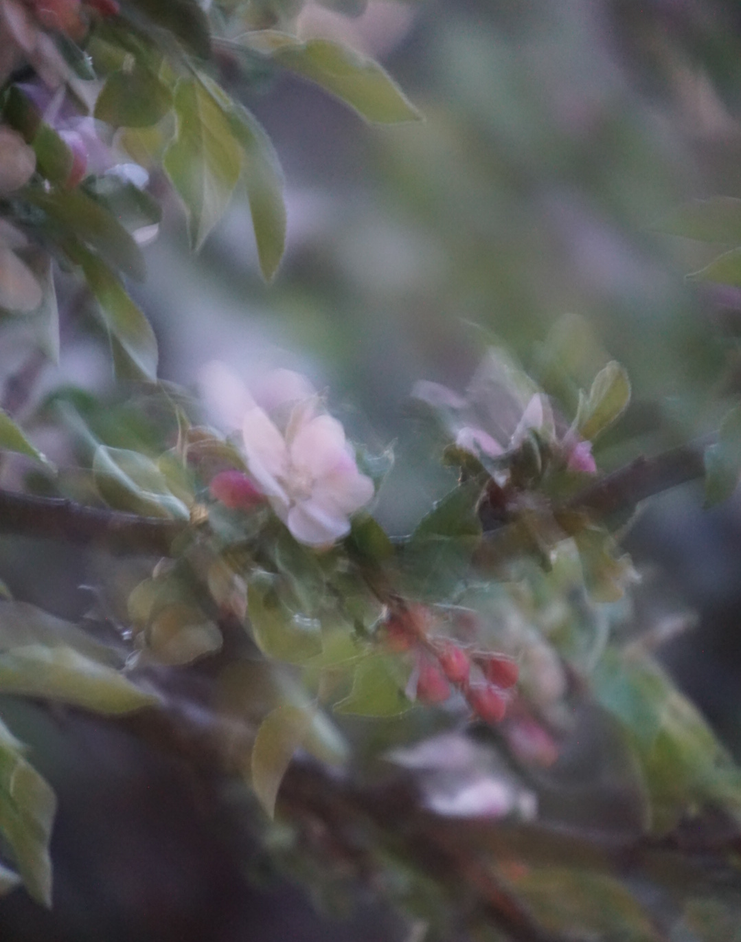 blossomtree