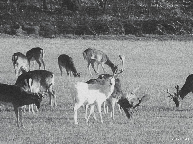 Leucistic fallow deer